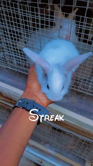 Healthy Bunnies Available
