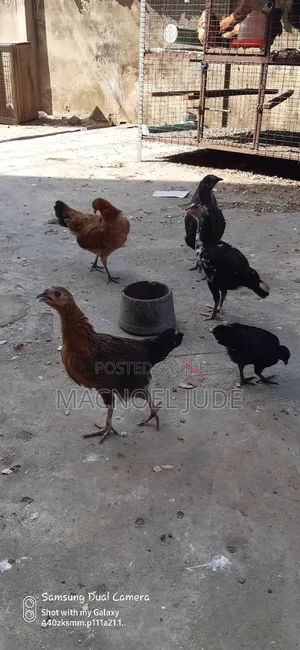 Noiler Native Mix Fowl