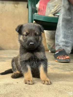 1-3 months Male Purebred German Shepherd