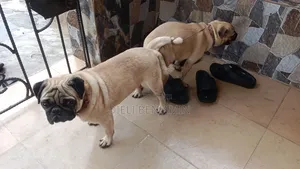 Pug Stud Services