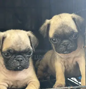 1-3 months Female Purebred Pug