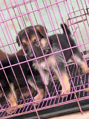 1-3 months Male Purebred German Shepherd