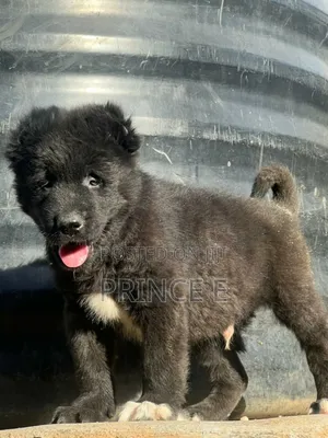 1-3 months Male Purebred Caucasian Shepherd