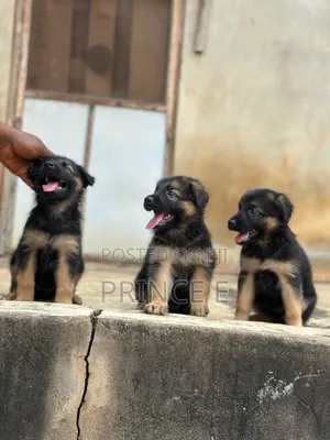 1-3 months Female Purebred German Shepherd