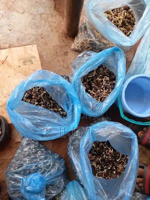 Healthy and Good Oil Palm Seedlings Ready for Nursery