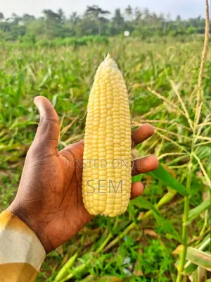 Sweet Corn