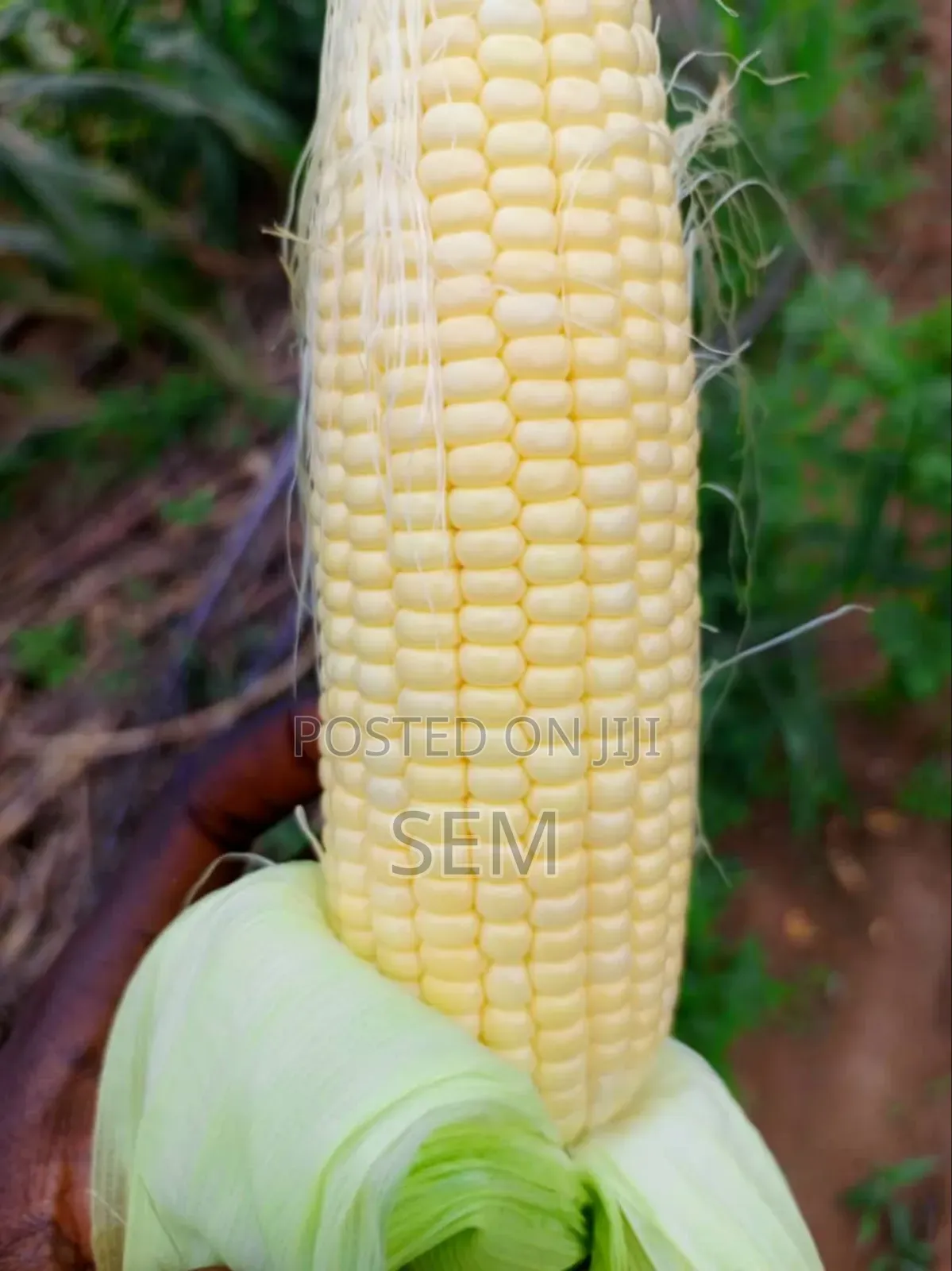 Sweet Corn