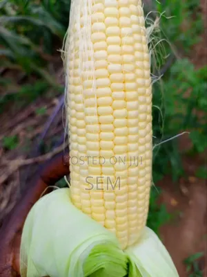 Sweet Corn