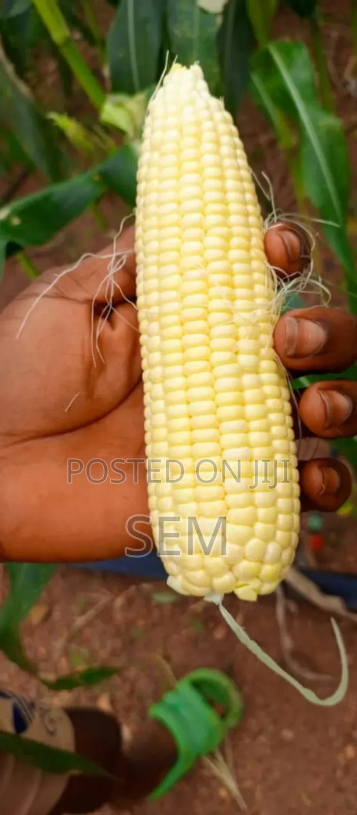 Sweet Corn