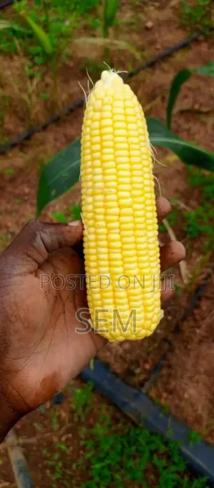 Sweet Corn