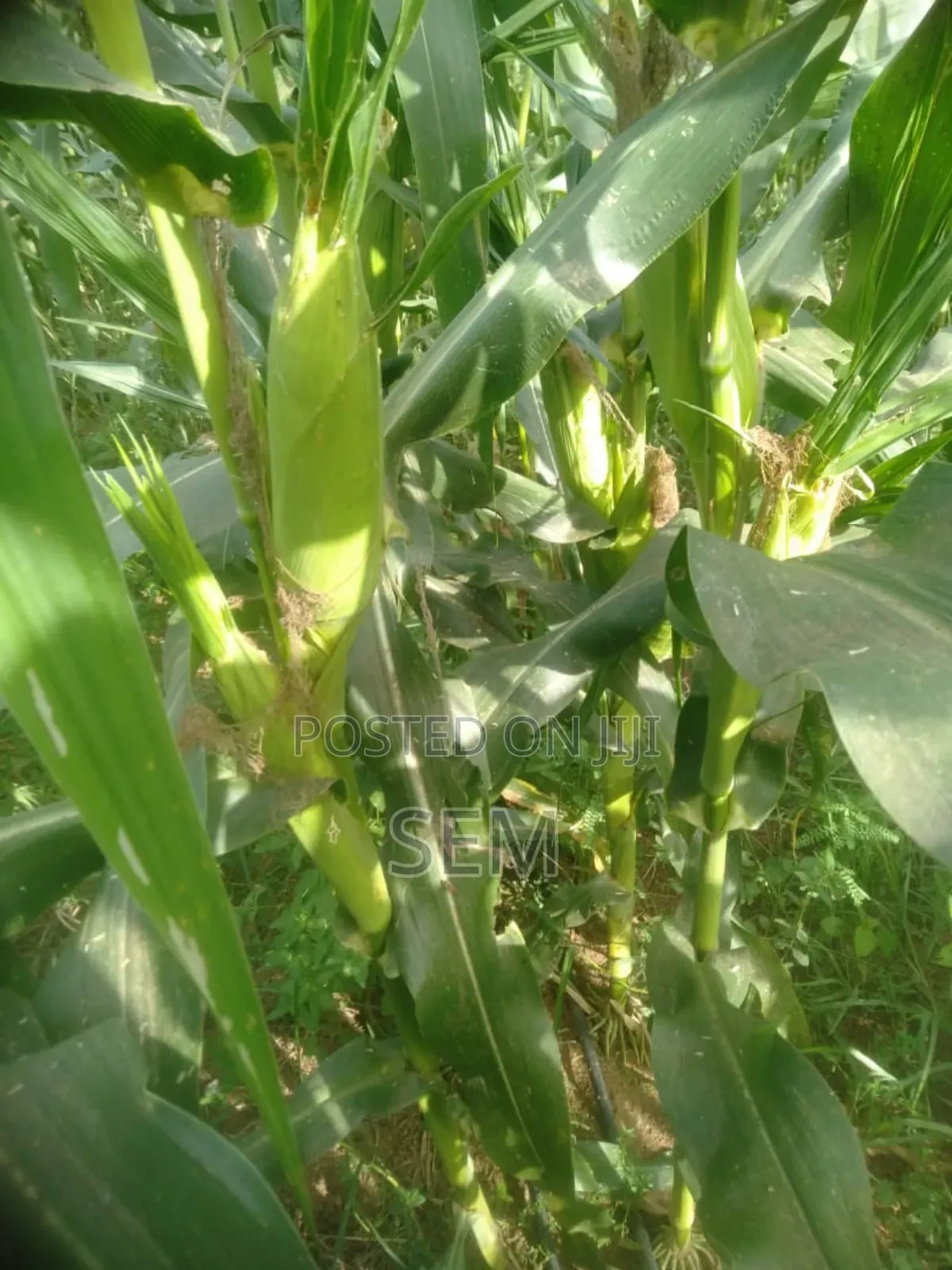Sweet Corn