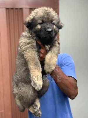 1-3 months Male Purebred Caucasian Shepherd