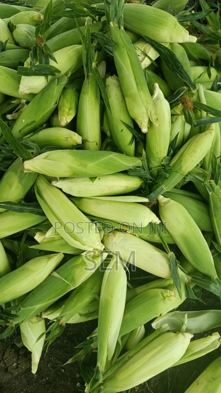 Sweet Corn