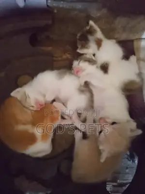 0-1 month Female Mixed Breed Cat
