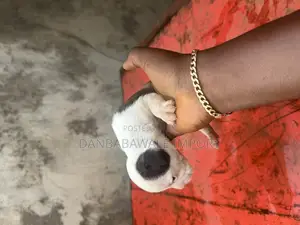 1-3 months Male Purebred American Bully