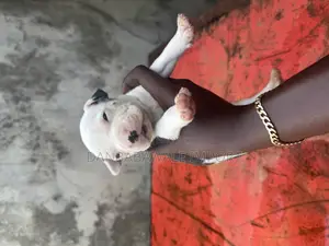 1-3 months Female Purebred American Bully