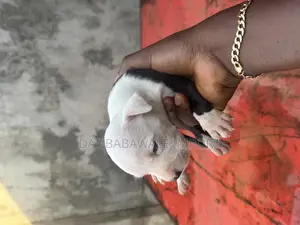 1-3 months Female Purebred American Pit Bull Terrier