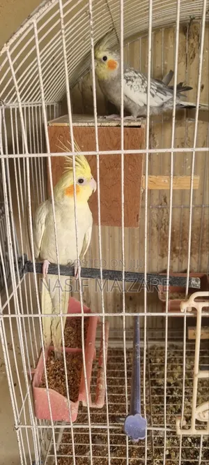 Cocktails Bird Is Available