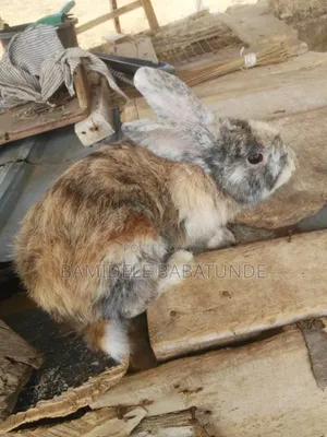 Different Breeds Of Rabbits