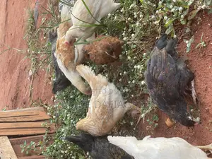 Fulani Chicken