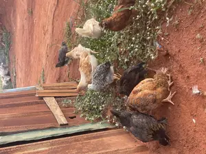 Local Fulani Chickens