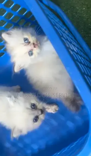 1-3 months Female Purebred Persian