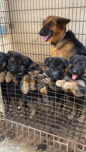 1-3 months Male Purebred German Shepherd