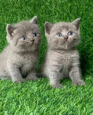 1-3 months Female Purebred British Shorthair