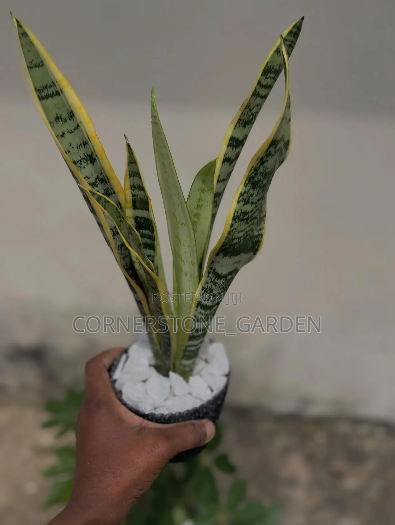 Indoor Plants