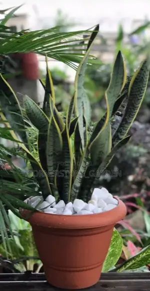 Indoor Plants
