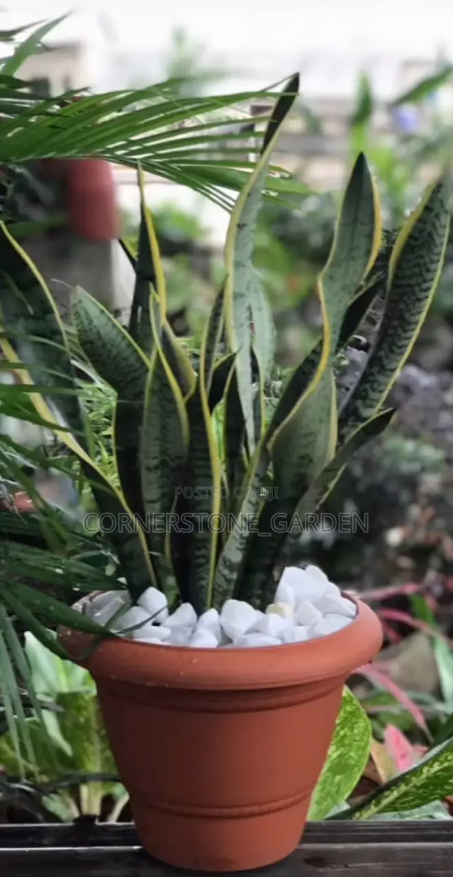 Indoor Plants
