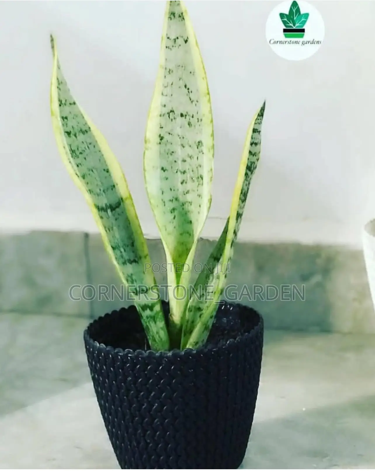 Indoor Plants