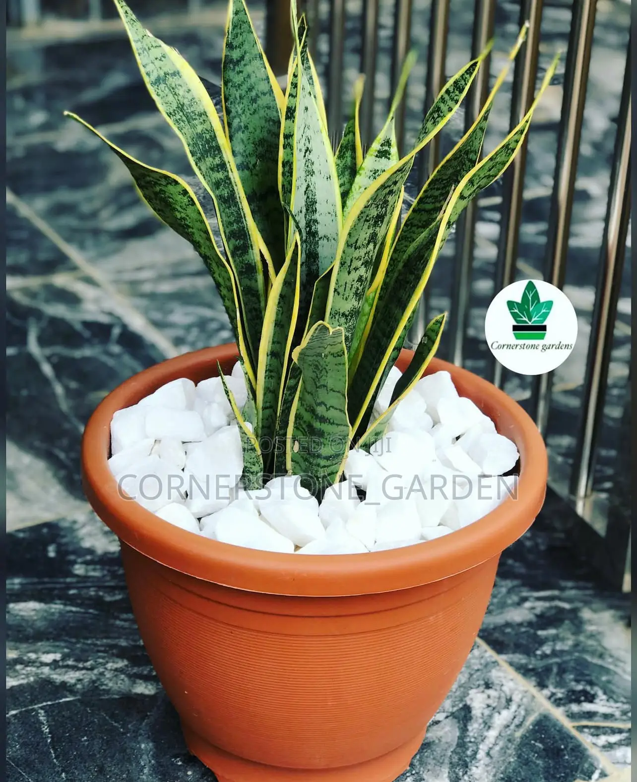 Indoor Plants
