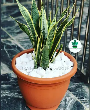 Indoor Plants