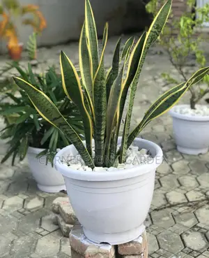 Indoor Plants