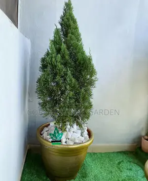 Natural Christmas Tree