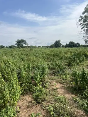 992 Acres of Land Boundry With River Comes With Cheaper Price
