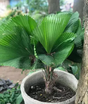 Indoor/Balcony Plants