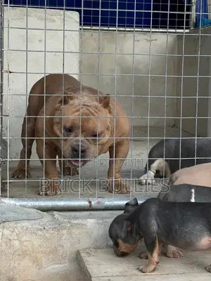 1-3 months Male Purebred American Bully