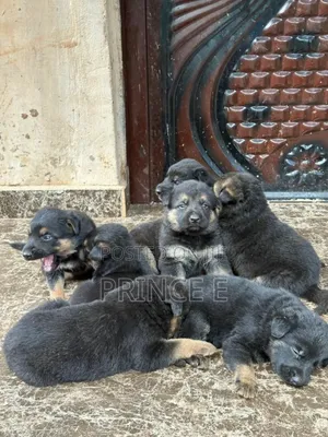 1-3 months Female Purebred German Shepherd