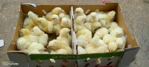 Day Old Broiler
