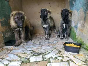 1-3 months Male Purebred Caucasian Shepherd