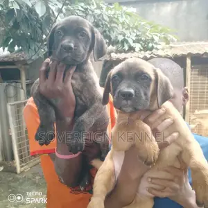 1-3 months Male Purebred Boerboel