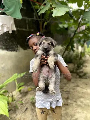 1-3 months Female Purebred German Shepherd