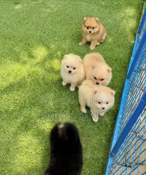 1-3 months Male Purebred Pomeranian