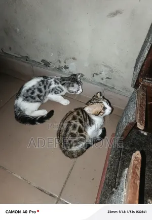 1-3 months Female Purebred Bengal