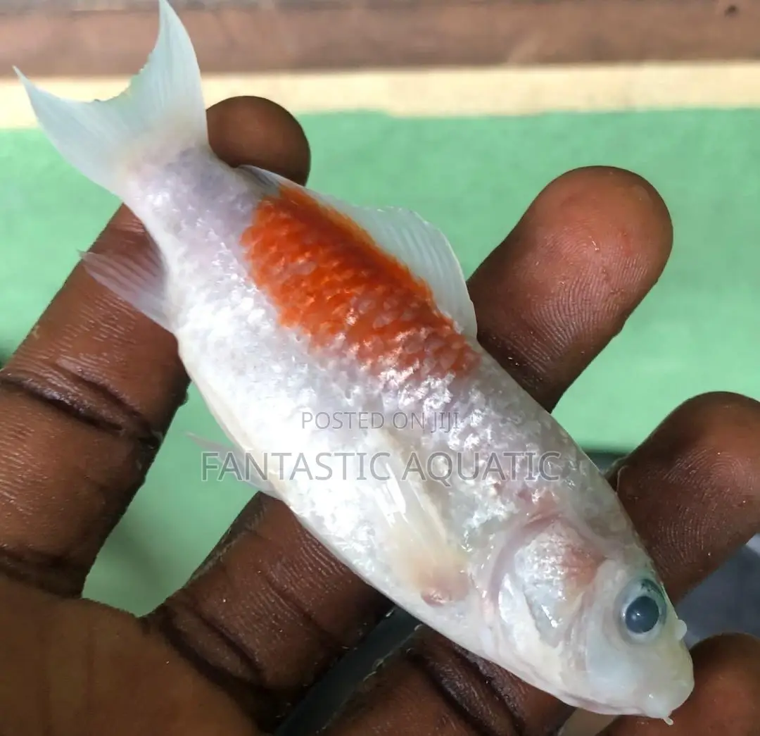 Koi Fish 4inches