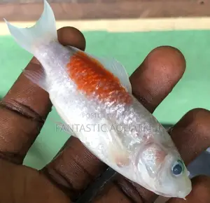 Koi Fish 4inches