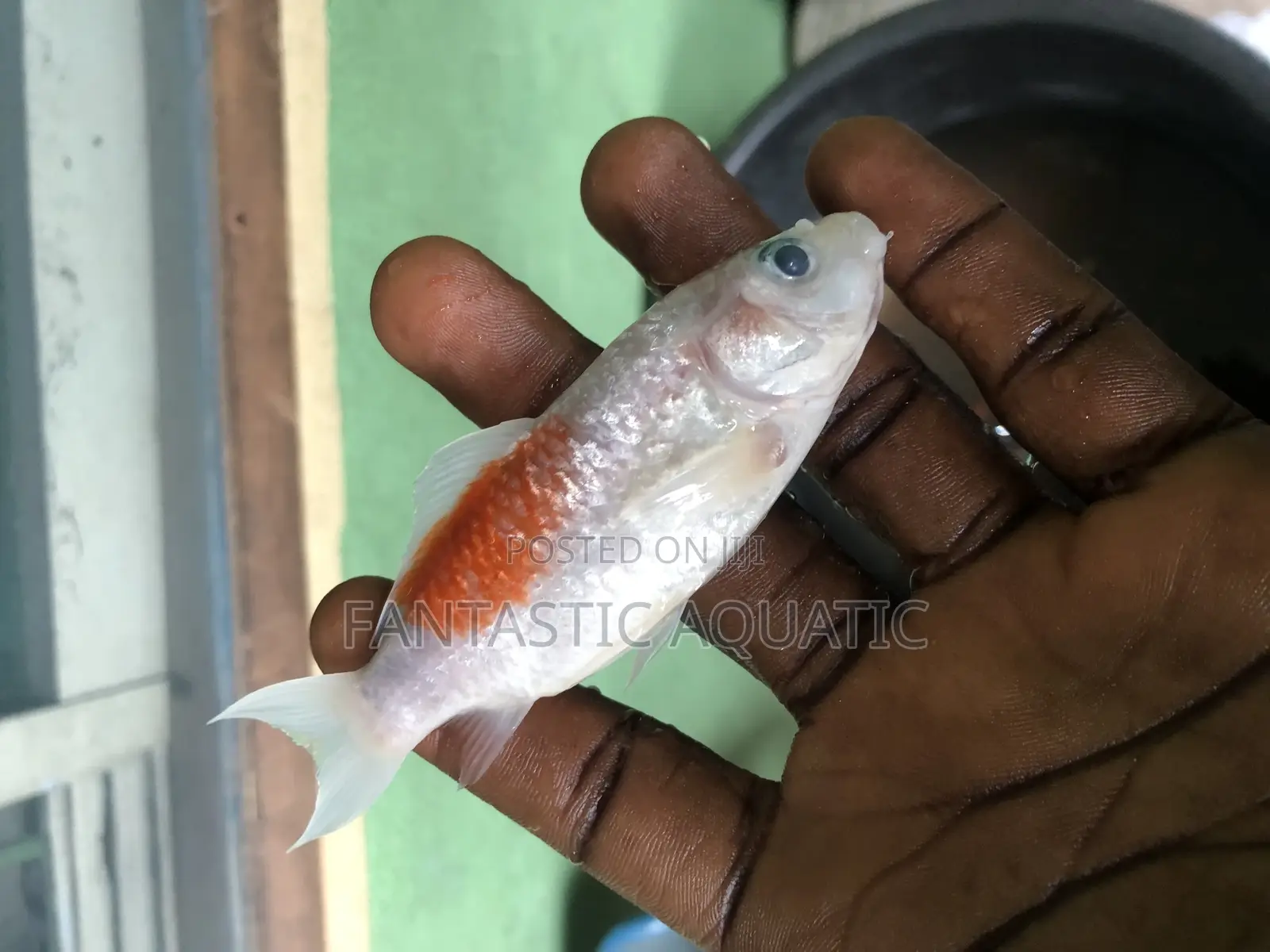 Koi Fish 4inches