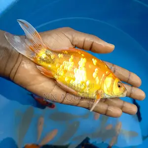 Giant Gold Fish